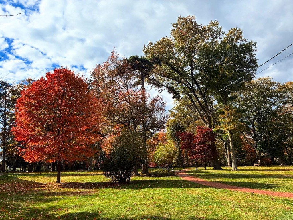 Fall trees in a West Orange park